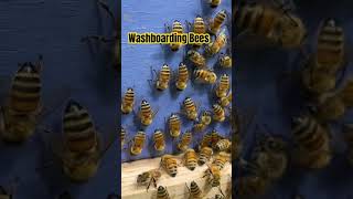 Washboarding Bees [upl. by Zonda181]