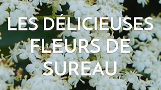 Les fleurs du sureau noir sont là [upl. by Ecile]