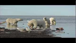 Polar Bear Makes Off with Block of Whale Blubber [upl. by Nnadroj]