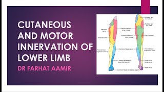 Dermatomes of Lower Limb [upl. by Jeffries]