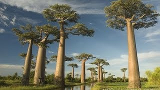 Les paysages de Madagascar Tsingy de Bemaraha Montagne dAmber Ranomafana Andringitra  Isalo [upl. by Amorita866]