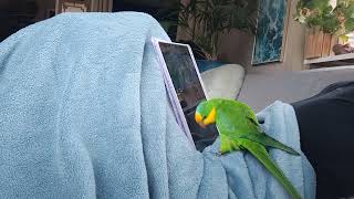 Barraband parakeet sounds Stuntel watching movies [upl. by Borreri]