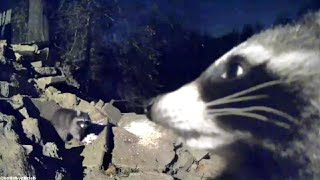 Famous Raccoons live cam [upl. by Oznecniv282]