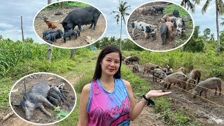 15 heads to 70 heads in 6 months  Wow Bilis dumami nang Native pigs ko😊 [upl. by Mil]