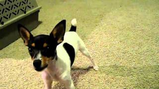 Toy Fox Terrier Pup Howling [upl. by Anavlys]