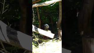 Heute 16 März Großer Panda Ailuropoda melanoleuca Tag des Pandas [upl. by Auhsaj]