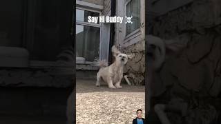 Say Hi Buddy  Dog animals dog funny shortvideo shorts [upl. by Nitsir481]