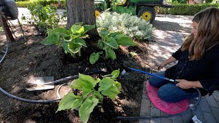 Potting Mangave  Digging amp Moving Perennials 🌿💚🌿  Garden Answer [upl. by Othella]