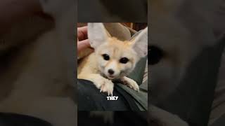 The smallest fox in the world  Fennec fox [upl. by Robina]