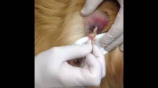 Pimple Popping Compilation Part 9  Animal Version [upl. by Amias150]