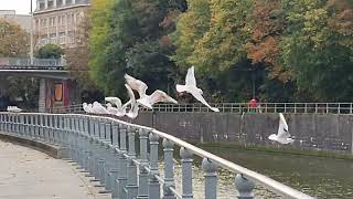 Barges sur la rivière dans la ville de Tournai Belgique5 [upl. by Cooperstein]