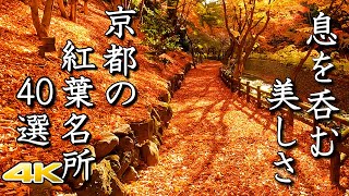 【4K 京都の紅葉🍁40選】美しすぎる極上の絶景 The 40 Best Autumn Leaves Spots In Kyoto [upl. by Ibmat]