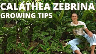 CALATHEA ZEBRINA Plant Care amp Growing Tips Zebra Plant  Prayer Plant Grow Happy Calathea [upl. by Beard755]