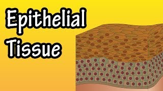 Epithelial Tissue  What Is Epithelial Tissue  Functions Of Epithelial Tissue  Epithelial Cells [upl. by Eedebez316]