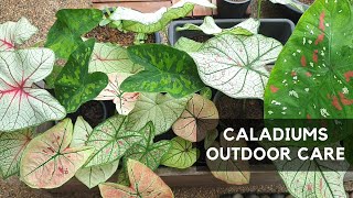 CALADIUMS CARE  Growing them outdoors [upl. by Dilisio]