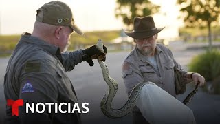 Termina la temporada de caza de pitones birmanas en los Everglades de Florida  Noticias Telemundo [upl. by Mafala]