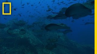 Sea Mounts  National Geographic [upl. by Lajes2]