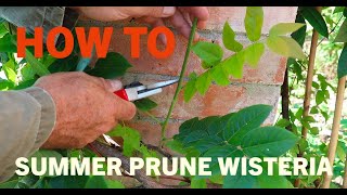 How to summer prune wisteria [upl. by Guimar]