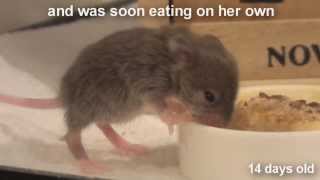 Raising a Baby Mouse 1010 Weaning [upl. by Fagen]