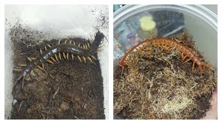 Scolopendra subspinipes dehaani Hunting Black flame legs Chinese red [upl. by Sirrot]