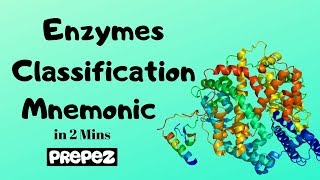 Enzymes Classification amp Examples Mnemonic in 2 mins [upl. by Epilihp]