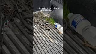 Good grass seed will grow anywhere lawn aeration lawncare grass seed lesco diy [upl. by Hiltan]