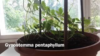 Gynostemma pentphyllum Jiaogulan Immortality Herb [upl. by Aneelehs]