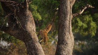 Leopard Risks Death For Dinner  Planet Earth III  BBC Earth [upl. by Alled317]