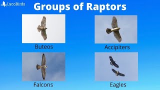 Buteo vs Accipiter vs  How to Identify the Major Groups of Hawks and Raptors for Hawkwatching [upl. by Koralie]