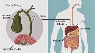 GATSRO ENTEROLOGIE  physiologie de la sécrétion biliaire [upl. by Tzong]