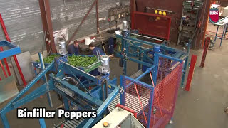 Burg Machinery  Bin filler bell peppers [upl. by Nort447]