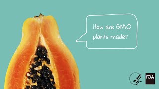 Agricultural Biotechnology How Are GMO Plants Made [upl. by Rats574]