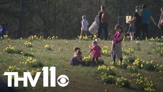 46th Annual Wye Daffodil Festival kicks off this weekend [upl. by Melli]