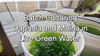 Batch Culturing Daphnia and Moina in Live Green Water [upl. by Ferullo]