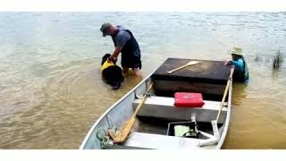 Newfoundland Dogs Water Rescue Training [upl. by Moguel]