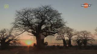 Baobab drzewo nie z tej ziemi  film dokumentalny lektor pl [upl. by Aliab606]