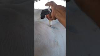 injection animalsanimals poor cow farming treatment buffalo samanyoutubeshorts viral [upl. by Eillac]