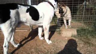 Sarmat Ovcharka Vs Akita Fighting Dog [upl. by Irahc]