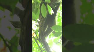 What do lesser anteaters eat learn anteaters wildlife costarica education [upl. by Aivalf]