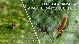 Feltiella acarisuga ataca Tetranychus urticae [upl. by Euqinu726]