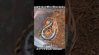 베트남 자이언트 센티페드 오렌지렉 탈피 완료  Scolopendra subspinipes dehaani quotOrange legsquot  Vietnam giant centipede [upl. by Naesar]