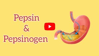 How pepsin help in digestion Digestion in Stomach Fsc Biology [upl. by Drummond]