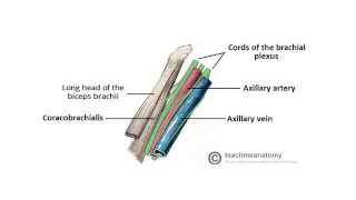 2 Minute Tutorial  Anatomy of the Axilla [upl. by Ytsirk664]