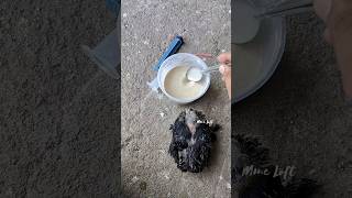 Hand Feeding Formula Ingredients 🕊️✨ tips pigeon pigeonloft pigeonlover [upl. by Anerok]