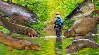 Extreme XXL Fischarten Challenge im winzigen Wiesenbach [upl. by Nil]