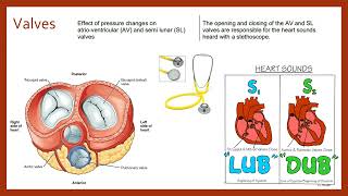 Cardiac Cycle [upl. by Euqinehs]