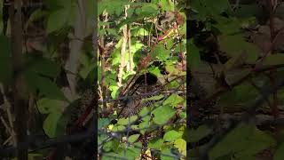 Nature Walk BlackThroated Blue Warbler Female [upl. by Hospers]