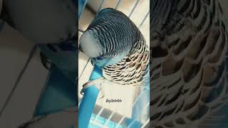 Luna is sleepy 😴🥱🥰🐦Subscribe for more videosEnathebudgies2031 [upl. by Coppinger]