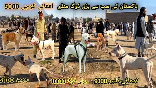 Special Dogs 🐕 Market latest update Part103 😍 kohati gultair vs bully kutta  pk Animals [upl. by Kam]