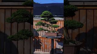 Bonsai  Appreciating the unique character of Itoigawa Shimpaku juniper [upl. by Eoin]